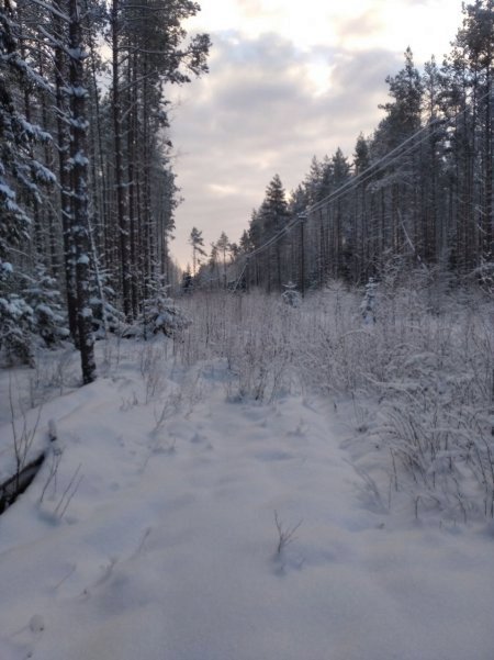 Зима в охотхозяйстве "Васильево"