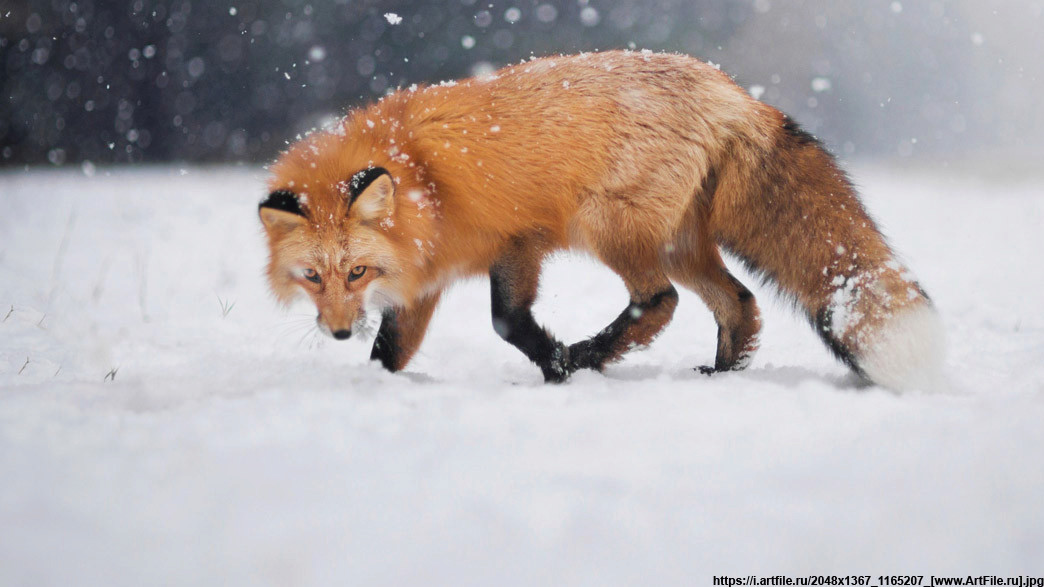 Охота на лису